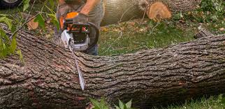 Best Commercial Tree Services  in , OH