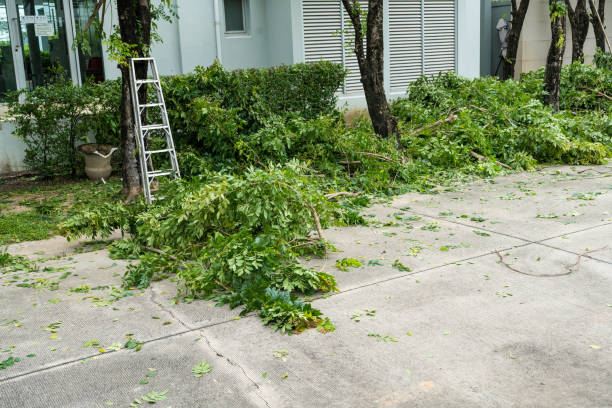 Best Storm Damage Tree Cleanup  in , OH