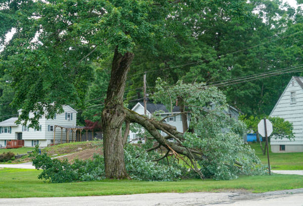 Best Tree and Shrub Care  in , OH