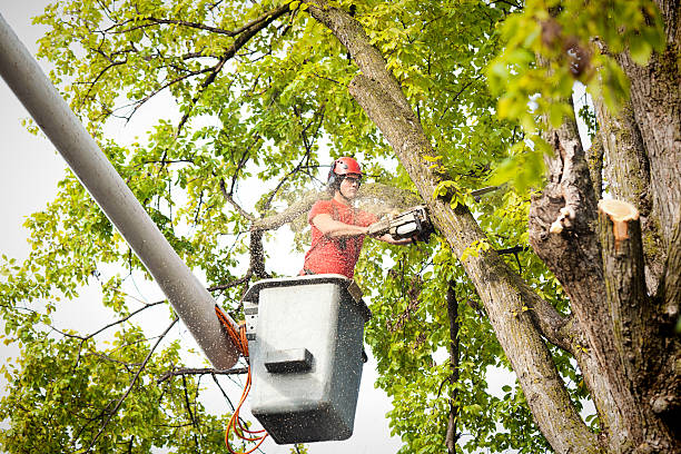 Best Tree Trimming and Pruning  in , OH